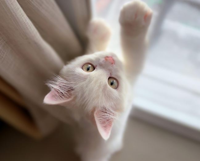 고양이가 덤비는 꿈의 의미