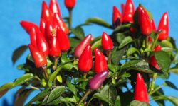 고추 먹는 꿈의 의미