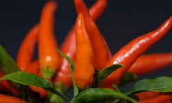 고추 받는 꿈의 의미