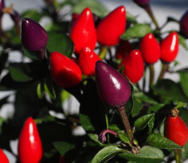 빨간 고추 꿈의 의미