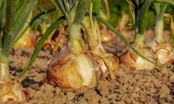 양파 까는 꿈의 의미