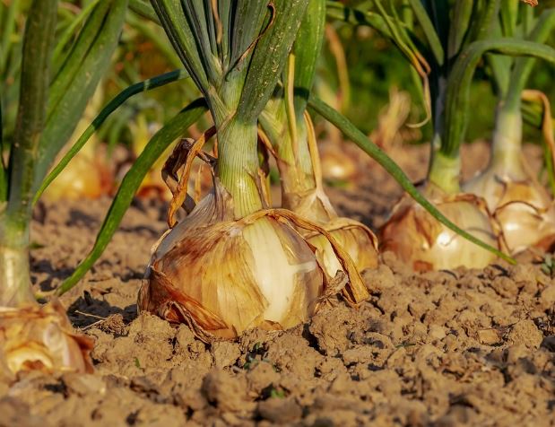 양파 까는 꿈의 의미