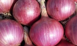 양파 사는 꿈의 의미