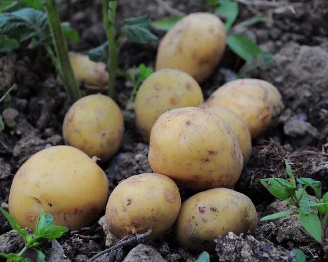 감자 사는 꿈의 의미