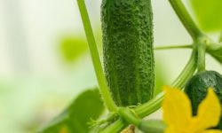 오이 따는 꿈의 의미