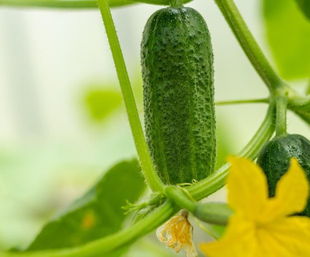 오이 따는 꿈의 의미