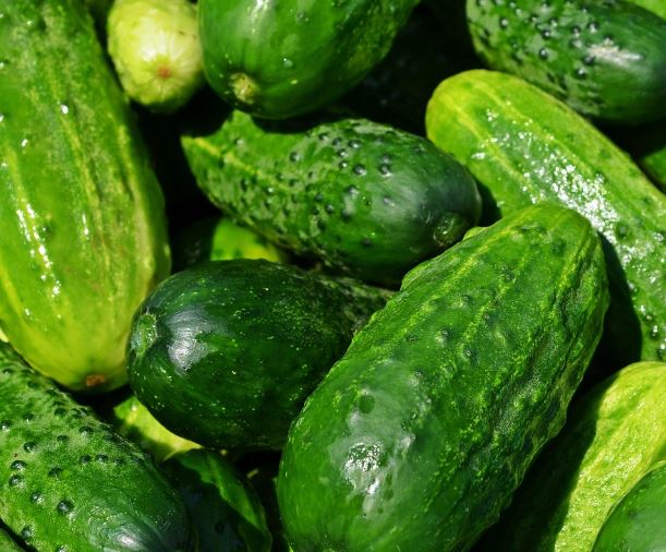 오이 받는 꿈의 의미