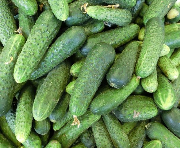 큰 오이 꿈의 의미