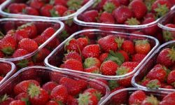 딸기 먹는 꿈의 의미