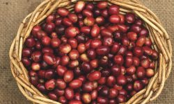 콩 받는 꿈의 의미