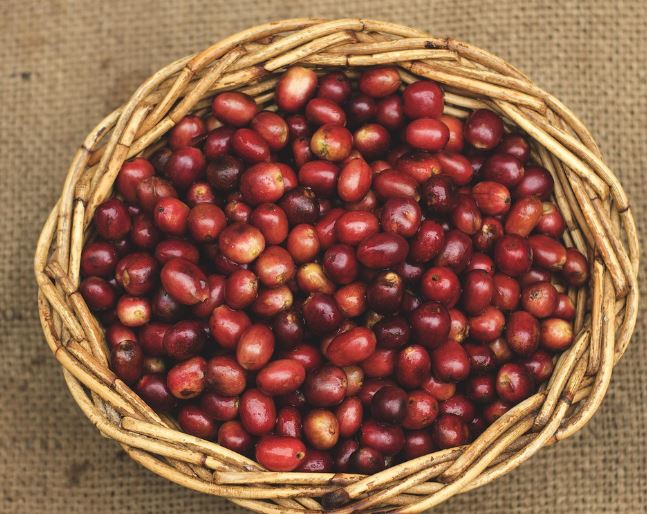 콩 받는 꿈의 의미