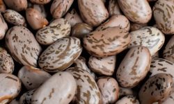 콩 받는 꿈의 의미