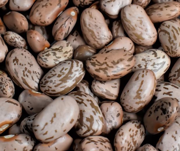 콩 받는 꿈의 의미