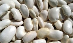 콩 줍는 꿈의 의미