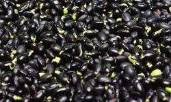 검은콩 먹는 꿈의 의미