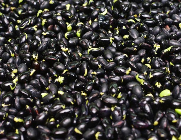 검은콩 먹는 꿈의 의미