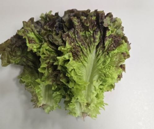 상추 씻는 꿈의 의미