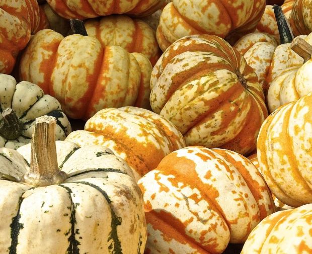 늙은호박 꿈의 의미