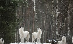 늑대 잡는 꿈의 의미