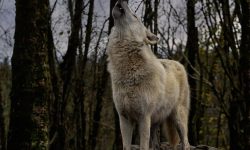 여우 잡는 꿈의 의미