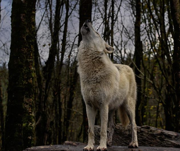 늑대 나오는 꿈의 의미