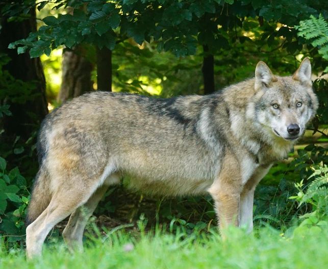 여우 보는 꿈의 의미