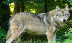 늑대한테 물리는 꿈의 의미