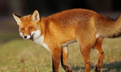 여우 꿈의 의미