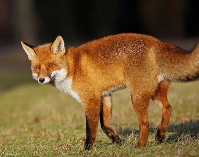 여우 꿈의 의미