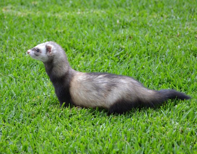 족제비 꿈의 의미