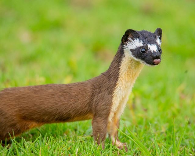 족제비 잡는 꿈의 의미