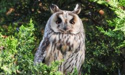 부엉이 잡는 꿈의 의미