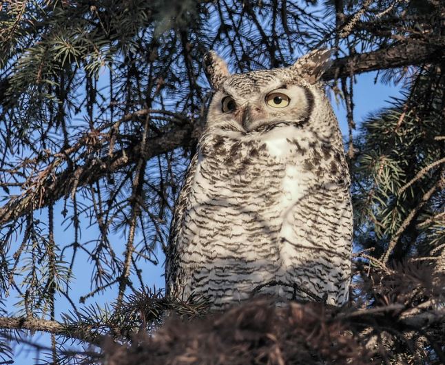 부엉이 나오는 꿈의 의미