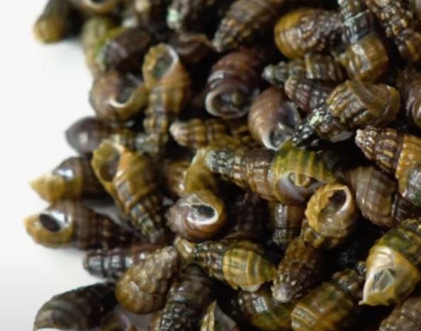 다슬기 꿈의 의미