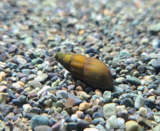 다슬기 잡는 꿈의 의미