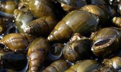 다슬기 받는 꿈의 의미