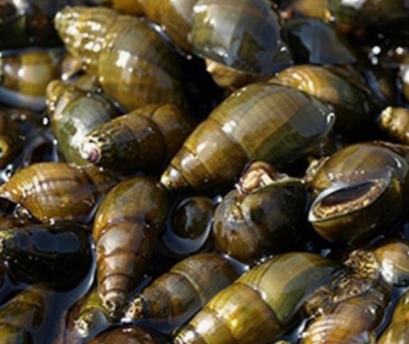 다슬기 받는 꿈의 의미