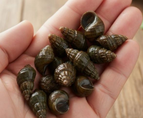 큰 다슬기 꿈의 의미