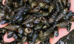 다슬기 먹는 꿈의 의미