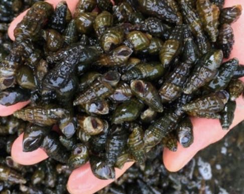 다슬기 먹는 꿈의 의미