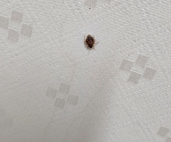 빈대 꿈의 의미