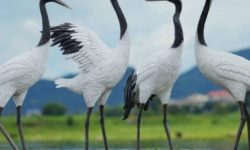 학이 날아가는 꿈의 의미