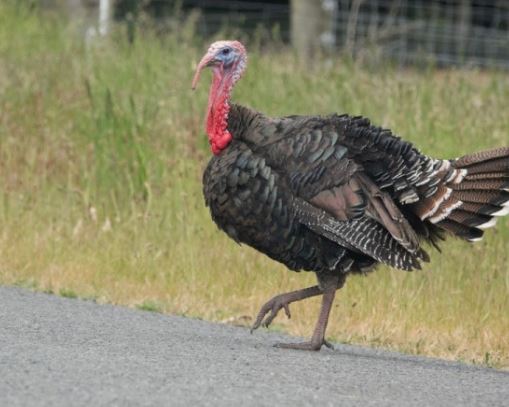 칠면조 꿈의 의미