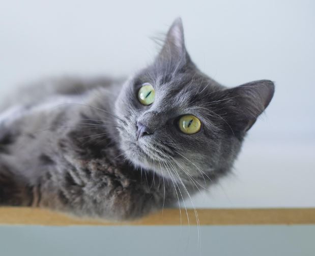 고양이를 죽이는 꿈의 의미