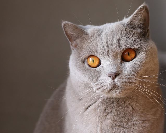 고양이를 키우는 꿈의 의미