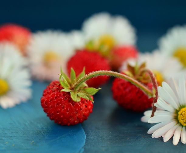 산딸기 따먹는 꿈의 의미