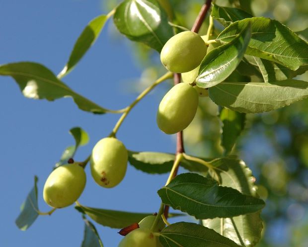 대추 먹는 꿈의 의미