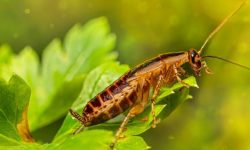 바퀴벌레 나오는 꿈의 의미