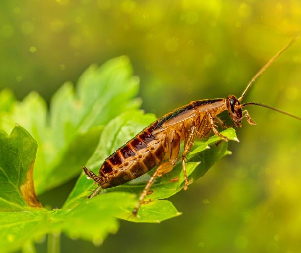 바퀴벌레 나오는 꿈의 의미