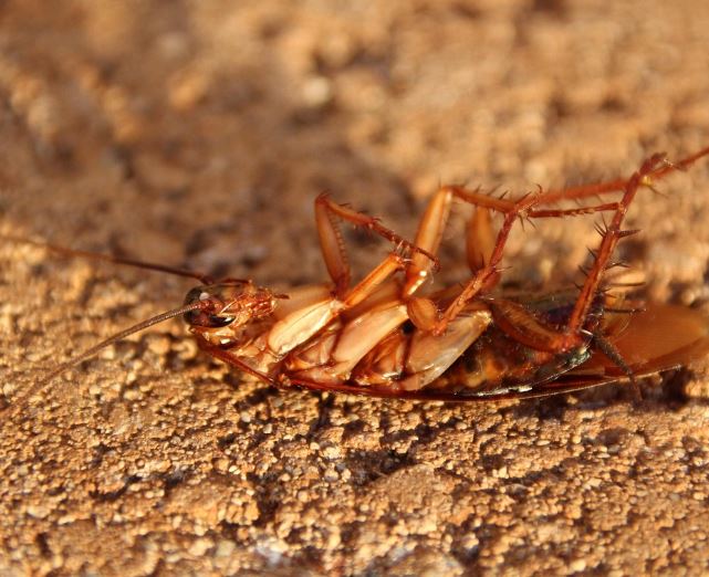 바퀴벌레 죽이는 꿈의 의미